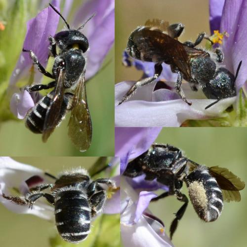 Osmia sp.